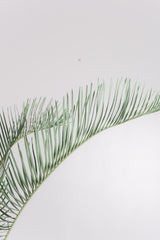 3005 発根済み サイカス カイルンシアナ Cycas cairnsiana
