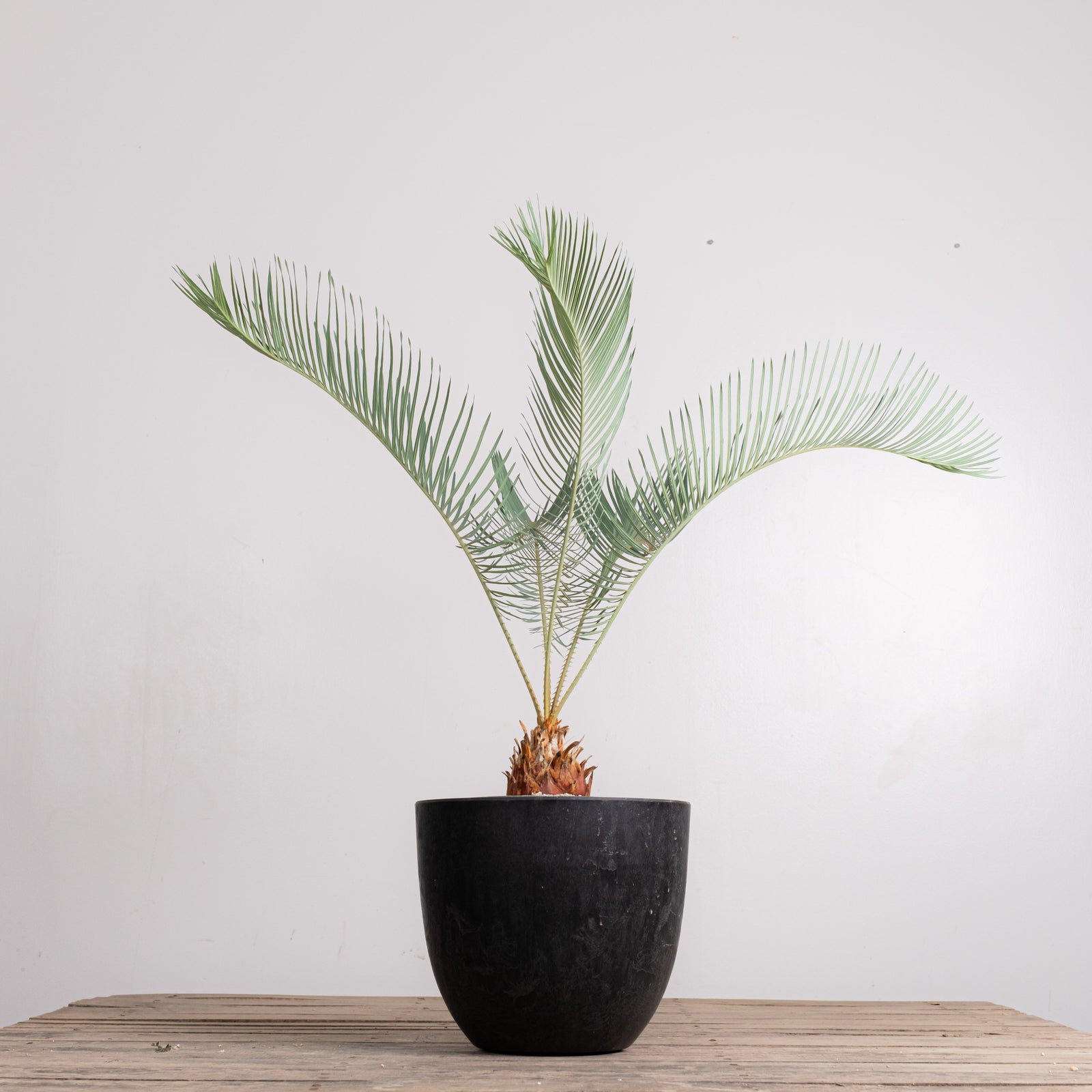 3005 発根済み サイカス カイルンシアナ Cycas cairnsiana – KOMO