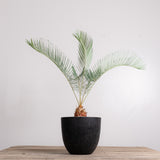 3005 発根済み サイカス カイルンシアナ Cycas cairnsiana