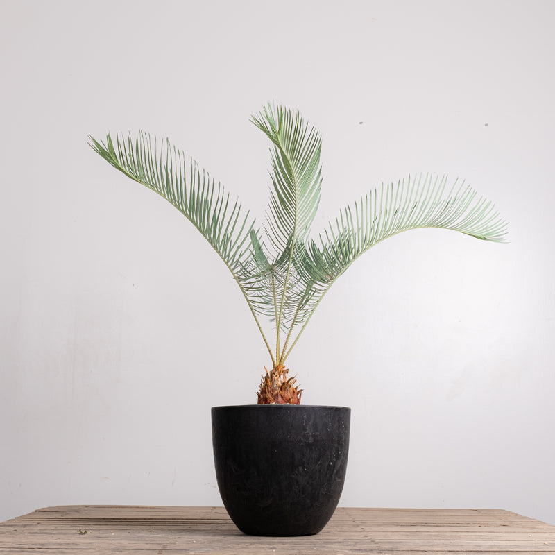 3005 発根済み サイカス カイルンシアナ Cycas cairnsiana – KOMO