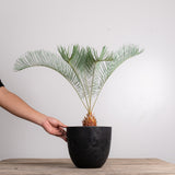 3005 発根済み サイカス カイルンシアナ Cycas cairnsiana