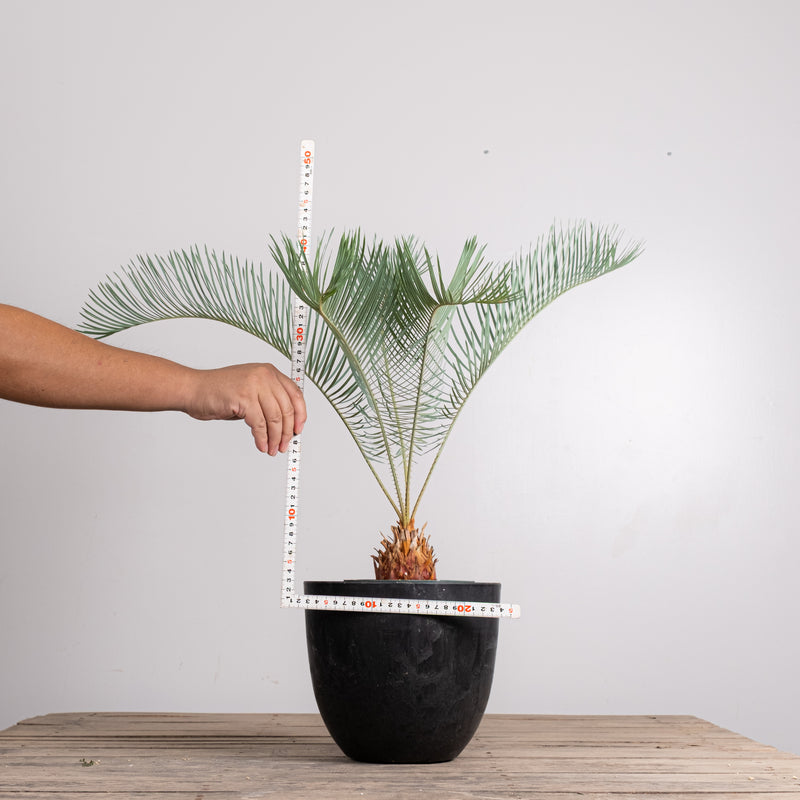 3005 発根済み サイカス カイルンシアナ Cycas cairnsiana – KOMO