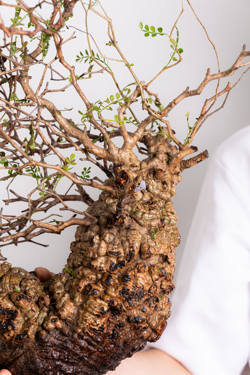 【現地発根株！】【2026/4/9輸入分①】オペルクリカリアパキプス ※残り2株 K25 - オペルクリカリアパキプス 現地発根株 – KOMO