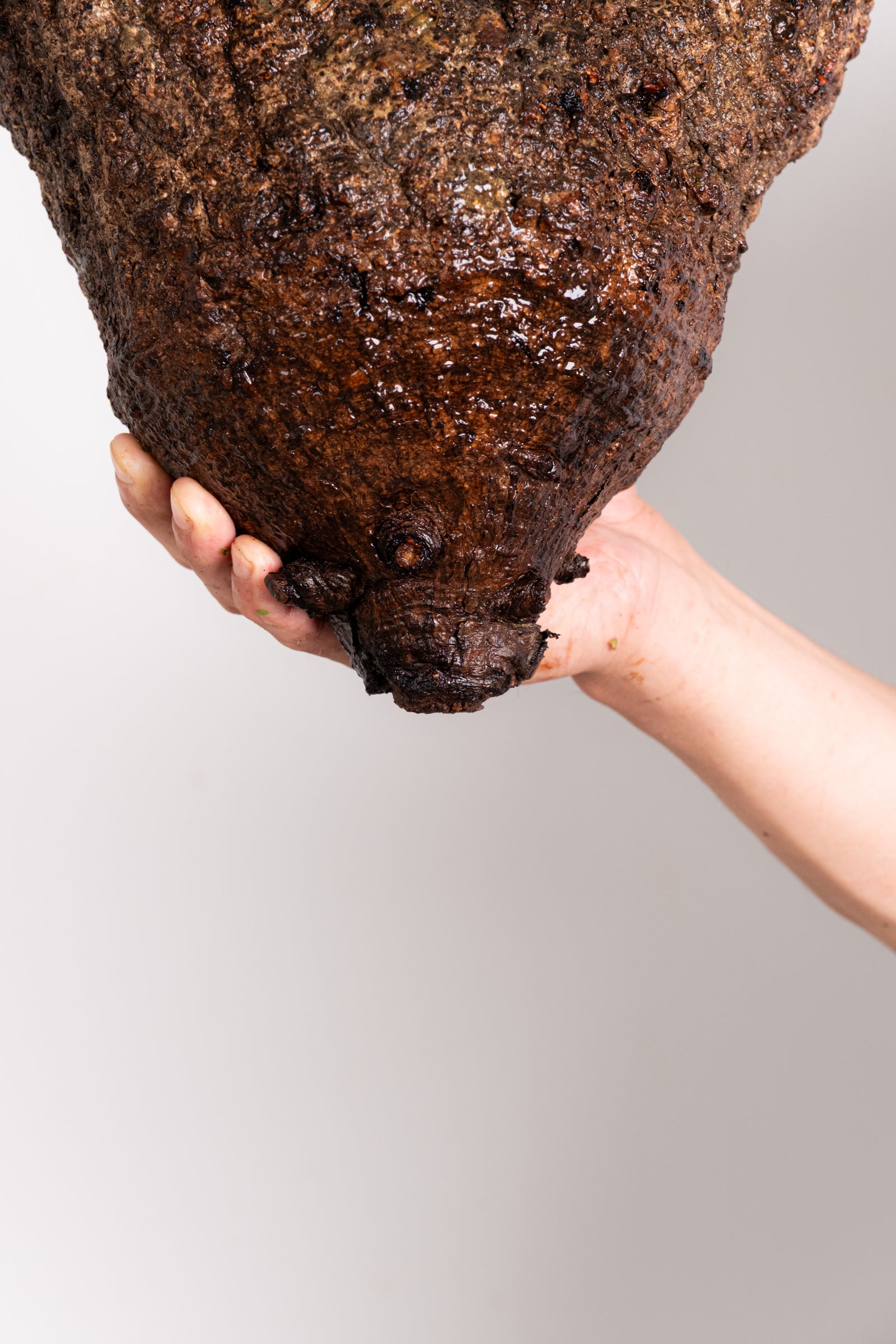 K26 - オペルクリカリアパキプス 現地発根株 – KOMO