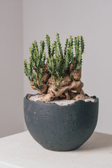3017 - 発根済 Euphorbia clavigera ユーフォルビア　クラビゲラ