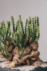 3017 - 発根済 Euphorbia clavigera ユーフォルビア　クラビゲラ