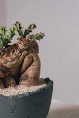 3019 - 発根済 Euphorbia clavigera ユーフォルビア　クラビゲラ