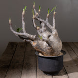 2001 - 発根済 Pachypodium Gracilius　パキポディウム・グラキリス