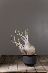 2001 - 発根済 Pachypodium Gracilius　パキポディウム・グラキリス