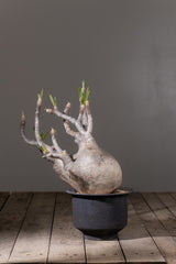 2001 - 発根済 Pachypodium Gracilius　パキポディウム・グラキリス