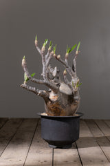 2001 - 発根済 Pachypodium Gracilius　パキポディウム・グラキリス