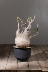 2001 - 発根済 Pachypodium Gracilius　パキポディウム・グラキリス