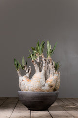 2002 - 発根済 Pachypodium Gracilius　パキポディウム・グラキリス