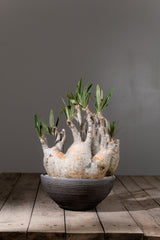 2002 - 発根済 Pachypodium Gracilius　パキポディウム・グラキリス