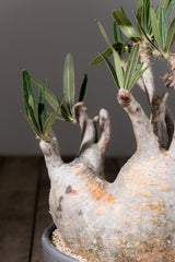 2002 - 発根済 Pachypodium Gracilius　パキポディウム・グラキリス