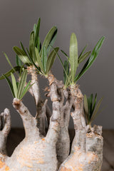 2002 - 発根済 Pachypodium Gracilius　パキポディウム・グラキリス