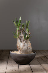 2002 - 発根済 Pachypodium Gracilius　パキポディウム・グラキリス