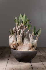 2002 - 発根済 Pachypodium Gracilius　パキポディウム・グラキリス