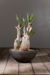 2002 - 発根済 Pachypodium Gracilius　パキポディウム・グラキリス