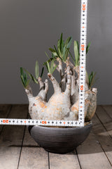 2002 - 発根済 Pachypodium Gracilius　パキポディウム・グラキリス