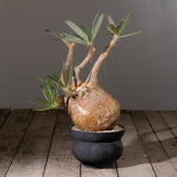 2003 - 発根済 Pachypodium Gracilius　パキポディウム・グラキリス
