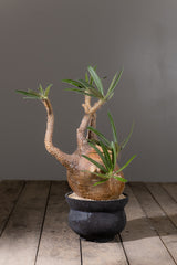 2003 - 発根済 Pachypodium Gracilius　パキポディウム・グラキリス