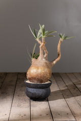 2003 - 発根済 Pachypodium Gracilius　パキポディウム・グラキリス