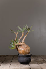 2003 - 発根済 Pachypodium Gracilius　パキポディウム・グラキリス