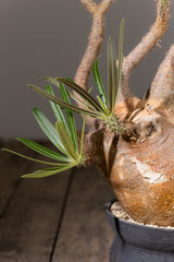 2003 - 発根済 Pachypodium Gracilius　パキポディウム・グラキリス