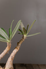 2003 - 発根済 Pachypodium Gracilius　パキポディウム・グラキリス