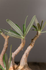 2003 - 発根済 Pachypodium Gracilius　パキポディウム・グラキリス