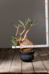 2003 - 発根済 Pachypodium Gracilius　パキポディウム・グラキリス