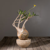 2004 - 発根済 Pachypodium Gracilius　パキポディウム・グラキリス