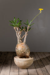 2004 - 発根済 Pachypodium Gracilius　パキポディウム・グラキリス