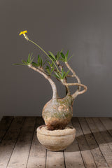 2004 - 発根済 Pachypodium Gracilius　パキポディウム・グラキリス