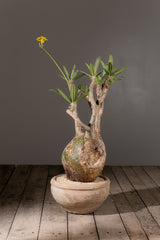 2004 - 発根済 Pachypodium Gracilius　パキポディウム・グラキリス