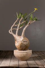 2004 - 発根済 Pachypodium Gracilius　パキポディウム・グラキリス