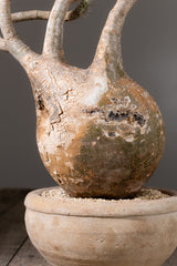 2004 - 発根済 Pachypodium Gracilius　パキポディウム・グラキリス