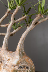 2004 - 発根済 Pachypodium Gracilius　パキポディウム・グラキリス