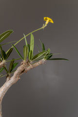 2004 - 発根済 Pachypodium Gracilius　パキポディウム・グラキリス