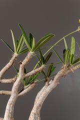 2004 - 発根済 Pachypodium Gracilius　パキポディウム・グラキリス