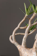2004 - 発根済 Pachypodium Gracilius　パキポディウム・グラキリス