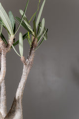 2005 - 発根済 Pachypodium Gracilius　パキポディウム・グラキリス