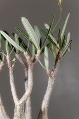 2005 - 発根済 Pachypodium Gracilius　パキポディウム・グラキリス