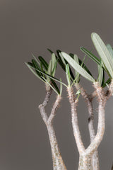 2005 - 発根済 Pachypodium Gracilius　パキポディウム・グラキリス