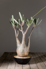 2005 - 発根済 Pachypodium Gracilius　パキポディウム・グラキリス