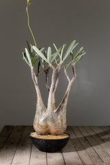 2005 - 発根済 Pachypodium Gracilius　パキポディウム・グラキリス