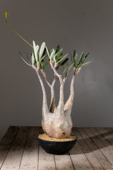 2005 - 発根済 Pachypodium Gracilius　パキポディウム・グラキリス