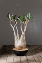 2005 - 発根済 Pachypodium Gracilius　パキポディウム・グラキリス
