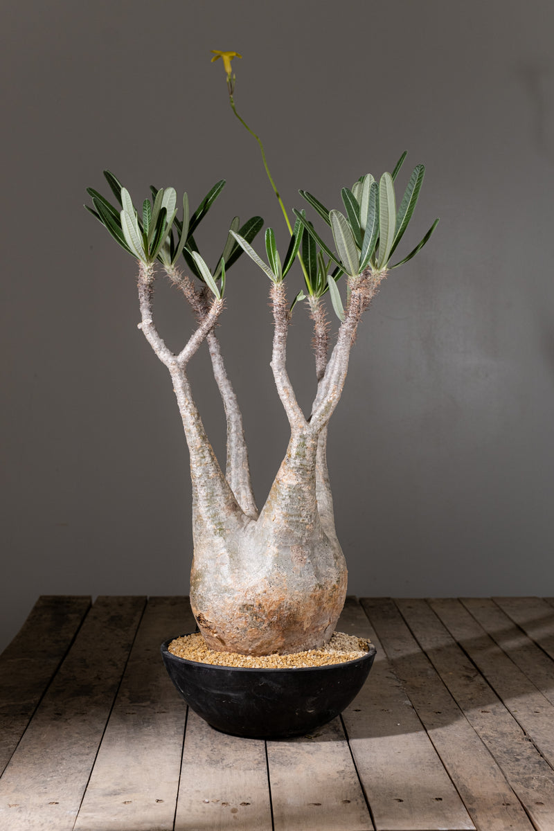 グラキリス　発根済 2005 - 発根済 Pachypodium Gracilius パキポディウム・グラキリス – KOMO